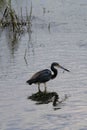 Tricolored heron standing in water with fish in beak Royalty Free Stock Photo