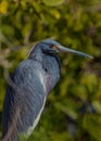 Tricolored Heron in Stillness; Looking at Merritt Island.National Wildlife Refuge, Florida Royalty Free Stock Photo