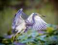 Tricolored heron takes flight Royalty Free Stock Photo