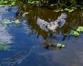 Tricolored Heron Taking a Left Turn in Flight Royalty Free Stock Photo