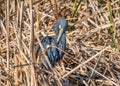 Tricolored Heron in a Texas Wetland Royalty Free Stock Photo