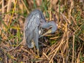 Tricolored Heron in a Texas Wetland Royalty Free Stock Photo