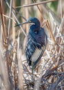 Tricolored Heron in a Texas Wetland Royalty Free Stock Photo
