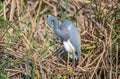 Tricolored Heron in a Texas Wetland Royalty Free Stock Photo