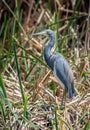 Tricolored Heron in a Texas Wetland Royalty Free Stock Photo