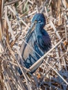 Tricolored Heron in a Texas Wetland Royalty Free Stock Photo