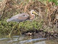 Tricolored Heron Wading in Shallow Water in Texas Royalty Free Stock Photo