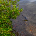 Tricolored Heron Under The Mangrove Leaves