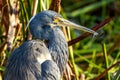 Tricolored Heron at Wakodahatchee