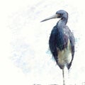 Tricolored Heron watercolor Royalty Free Stock Photo