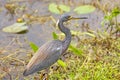 Tricolored Heron on a Wetland Pond Royalty Free Stock Photo