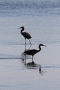 Tricolored Herons, J.N. 'Ding' Darling National Wildlife Refuge, Sanibel Island, Florida