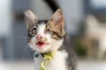 A tricolored kitten meows. He lost one eye. A homeless animal. Traumatized. Close-up