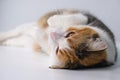 Tricolored Lucky Cat Lying on White Table Royalty Free Stock Photo