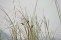 Tricolored Munia perching on the top bushe