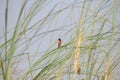 Tricolored Munia perching on the top bushe