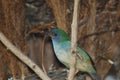 Tricolored Parrot Finch Royalty Free Stock Photo