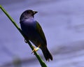 The Tricolored Parrotfinch, Erythrura tricolor is a species of estrildid finch Royalty Free Stock Photo