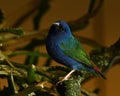 The Tricolored Parrotfinch, Erythrura tricolor is a species of estrildid finch Royalty Free Stock Photo