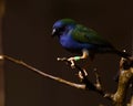 The Tricolored Parrotfinch, Erythrura tricolor is a species of estrildid finch Royalty Free Stock Photo