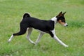 Tricolour Basenji dog Royalty Free Stock Photo