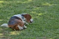 Tricolour Beagle dog sleeping Royalty Free Stock Photo