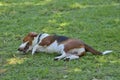 Tricolour Beagle dog sleeping Royalty Free Stock Photo