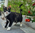 Tricolour cat with green eyes