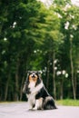 Tricolour Collie, Funny Scottish Collie, Long-haired Collie, English Collie, Lassie Dog Outdoors In Summer Day In A