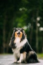 Tricolour Collie, Funny Scottish Collie, Long-haired Collie, English Collie, Lassie Dog Outdoors In Summer Day. Portrait