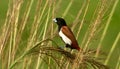 tricolour munia in perch Royalty Free Stock Photo