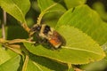 Tricoloured bumblebee sitting on a leaf