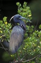 TRICOLOURED HERON, ADULT STANDING ON BRANCH, FLORIDA Royalty Free Stock Photo