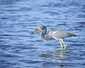 Tricoloured Heron eating fish on ocean shore