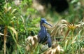 Tricoloured Heron, egretta tricolor, Adult camouflaged amongst Vegetation, Florida Royalty Free Stock Photo