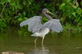 Tricoloured Heron Royalty Free Stock Photo