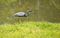 Tricoloured heron