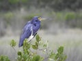 Tricoloured Heron Perched