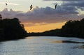 Tricoloured Herons in Silhouette Royalty Free Stock Photo