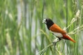 Tricoloured munia Lonchura malacca Royalty Free Stock Photo