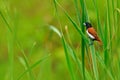 Tricoloured munia, Lonchura malacca,estrildid finch, native to India and Sri Lanka. Bird in the march water grass habitat. Wildlif Royalty Free Stock Photo