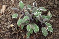 Tricoloured sage is beautiful and healthy Royalty Free Stock Photo