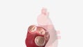 The tricuspid valve controls the flow of blood from your heart\'s right atrium