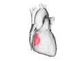 The tricuspid valve