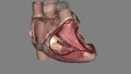 The tricuspid valve sits between the heart\'s two right chambers