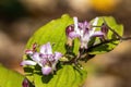 Tricyrtis hirta `Tojen`