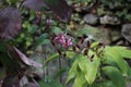 tricyrtis hirta