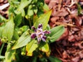 Tricyrtis hirta (hairy toad lily)