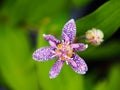 Tricyrtis hirta (hairy toad lily)