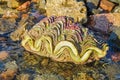 Tridacna giant shell on the beach Royalty Free Stock Photo